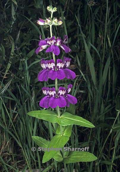 collinsia heterophylla 1 graphic